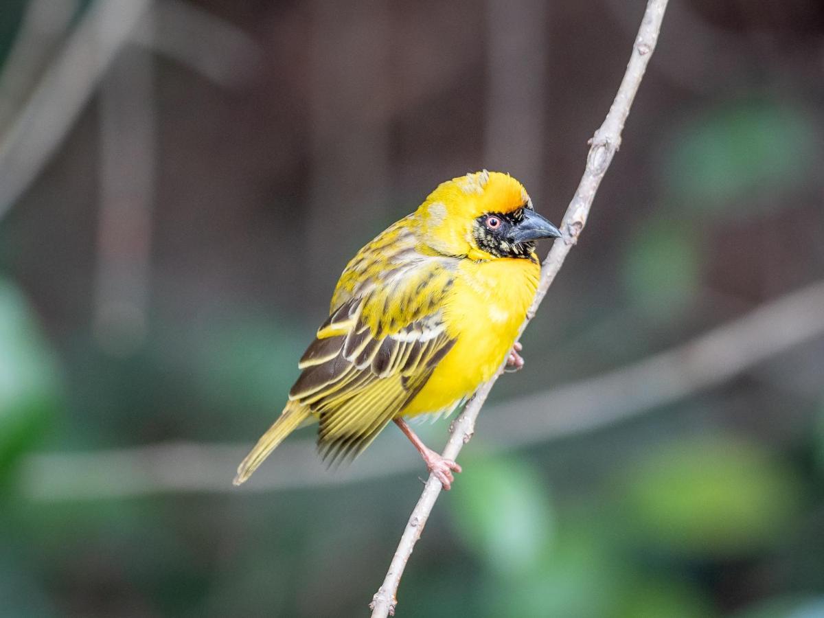 Seven Villa Hotel&Spa Johannesburg Esterno foto Yellow-throated spiny-billed finch