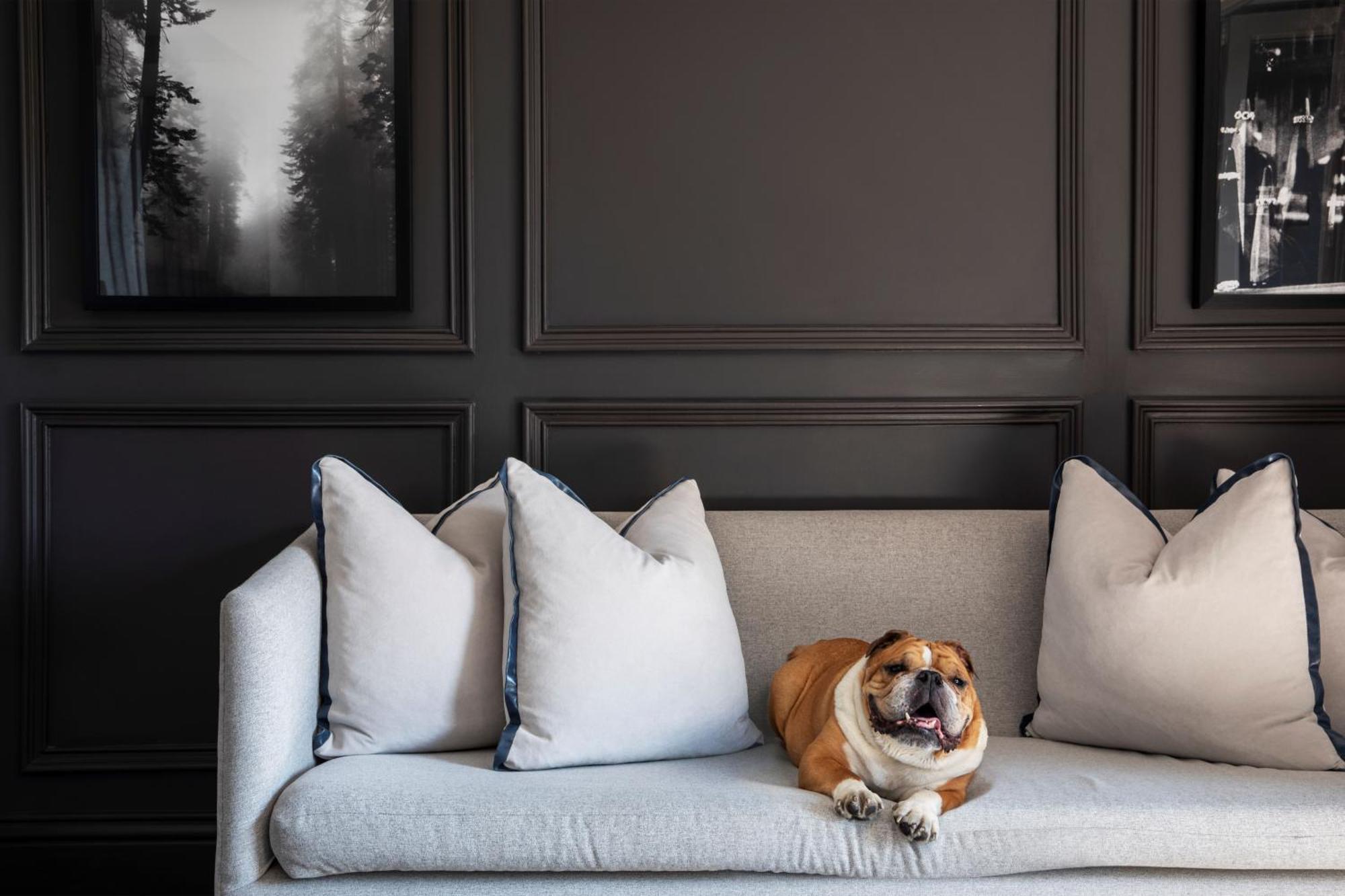 Seven Villa Hotel&Spa Johannesburg Esterno foto A dog on a sofa